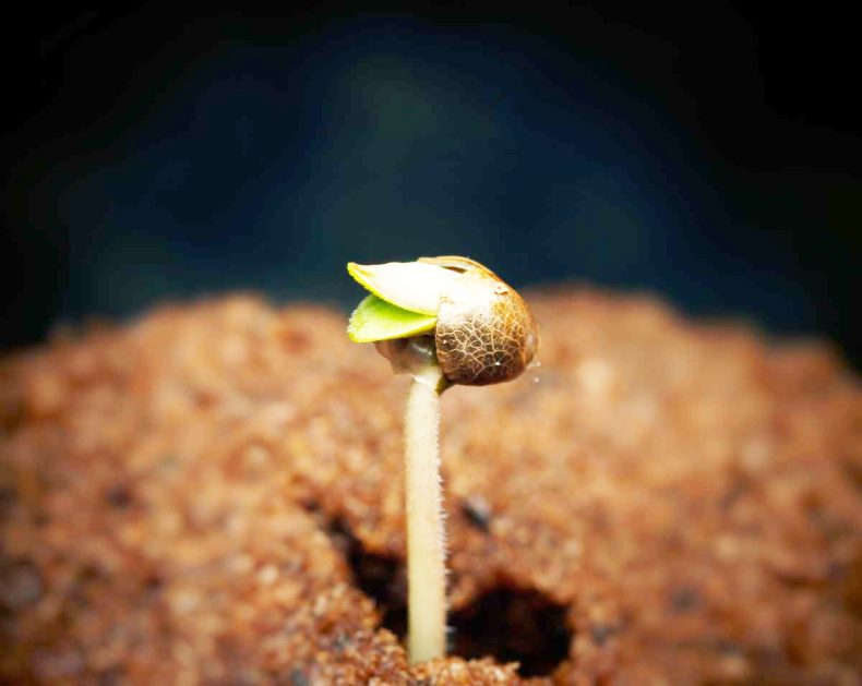 Champignons sur le cannabis : leur apparition aux différents stades Champignons sur le cannabis : leur apparition aux différents stades