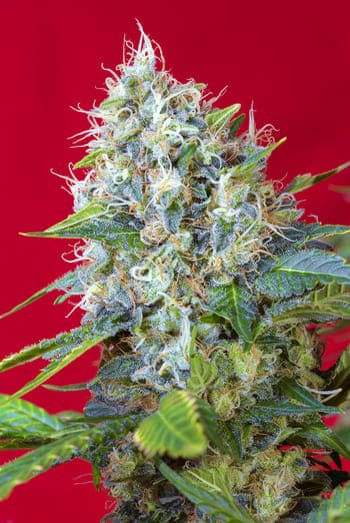 Actualités sur le cannabis Actualités sur le cannabis