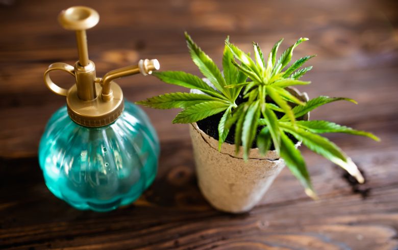 Comment et quand pulvériser du cannabis Comment et quand pulvériser du cannabis