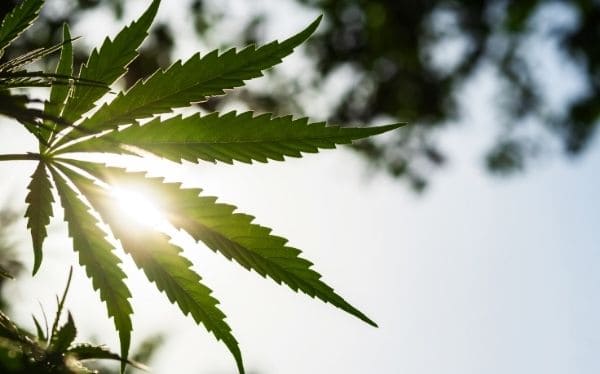 Actualités sur le cannabis