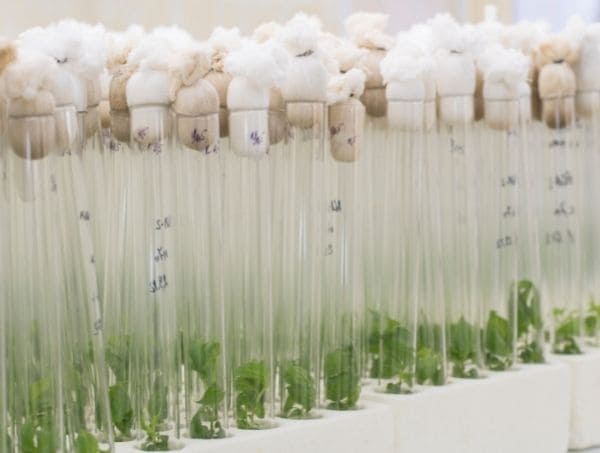 Actualités sur le cannabis