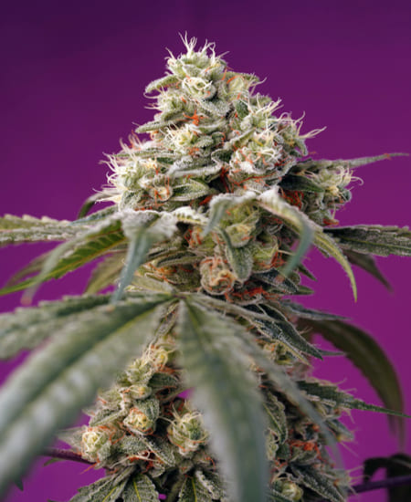 Bruce Banner Auto® de Sweet Seeds | Variété super strong à l&rsquo;effet puissant