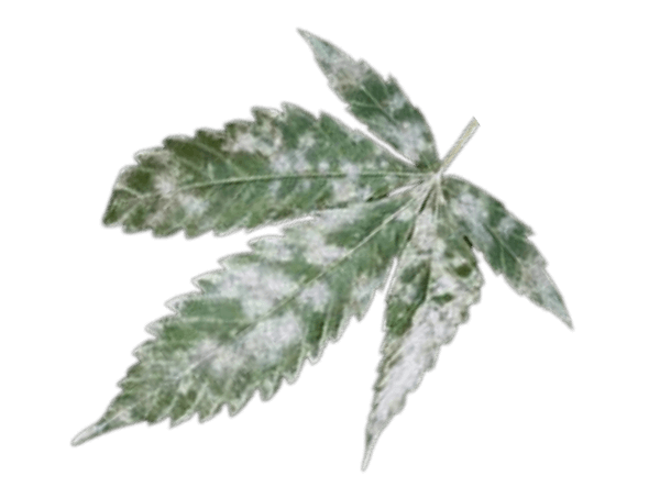 Différentes maladies des plantes de cannabis