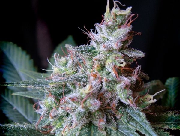 Actualités sur le cannabis Actualités sur le cannabis