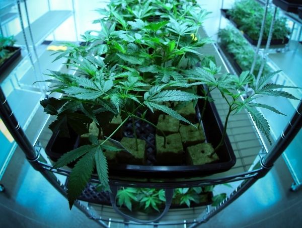 LST (Low Stress Training) : technique de culture de cannabis LST (Low Stress Training) : technique de culture de cannabis