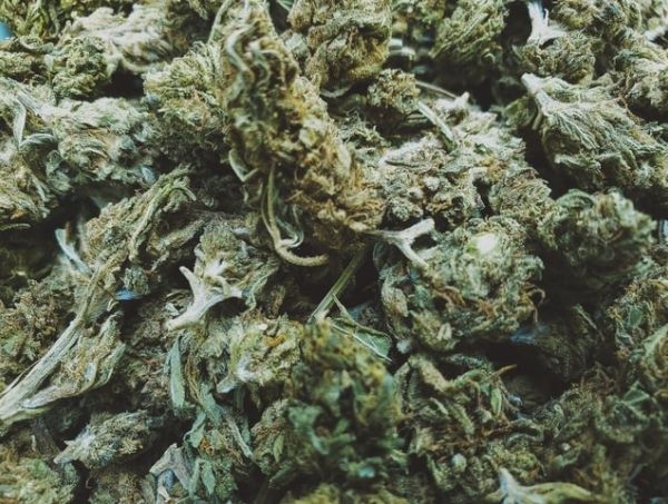 Cannabis thérapeutique