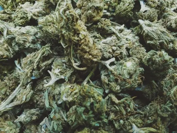 Le hash CBD et sa législation