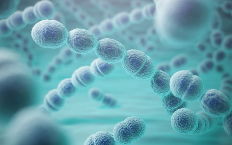 Champignons et bactéries bénéfiques