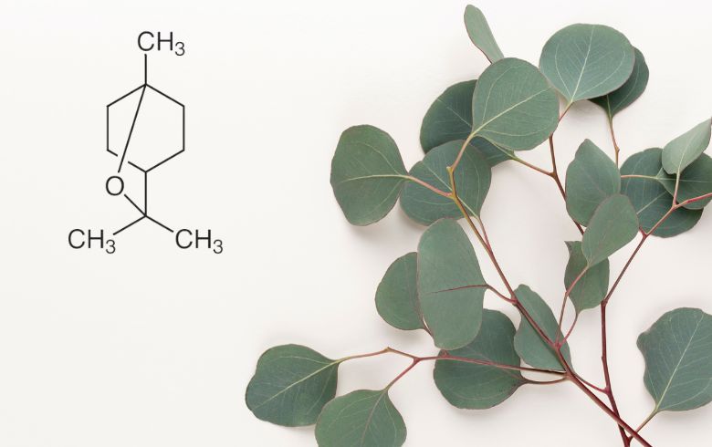 Qu&rsquo;est-ce que le cinéole ou l&rsquo;eucalyptol?