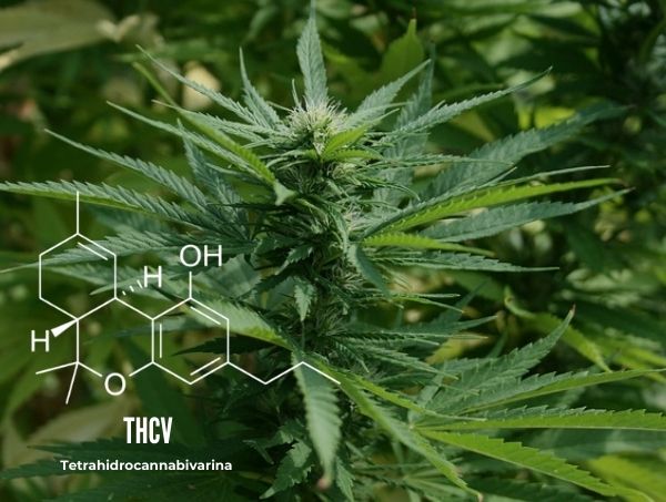 Actualités sur le cannabis