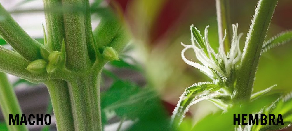 Différences entre le cannabis mâle et femelle