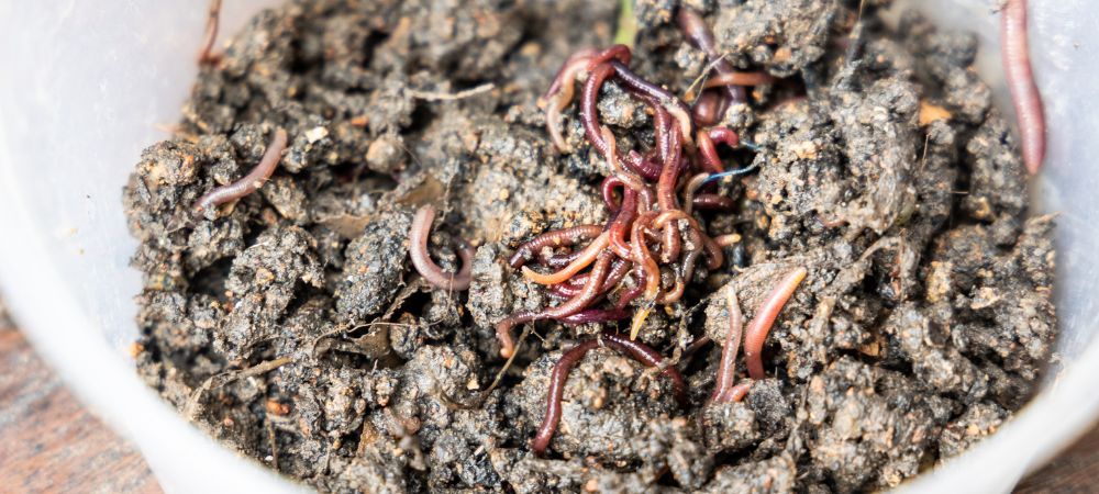 Humus lombriz