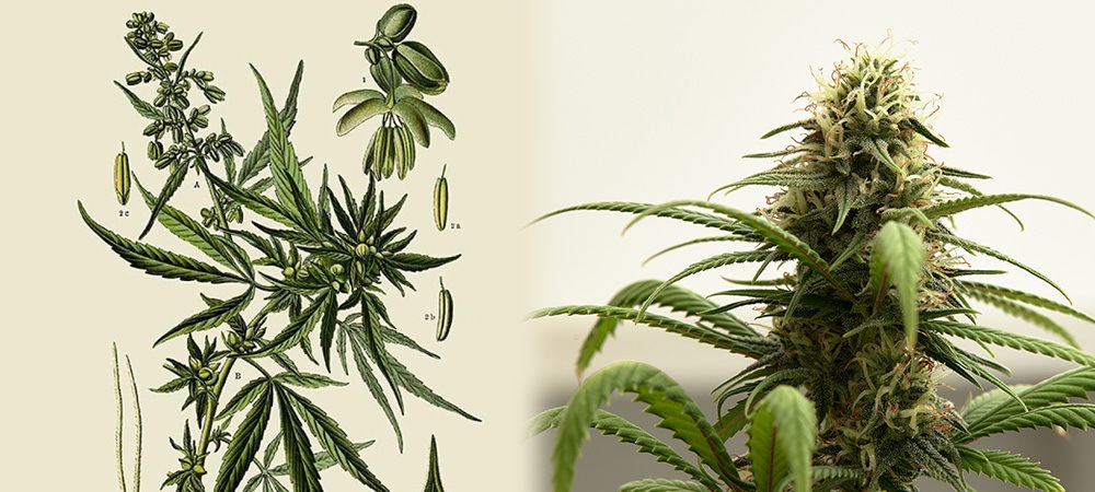 La plante de cannabis femelle