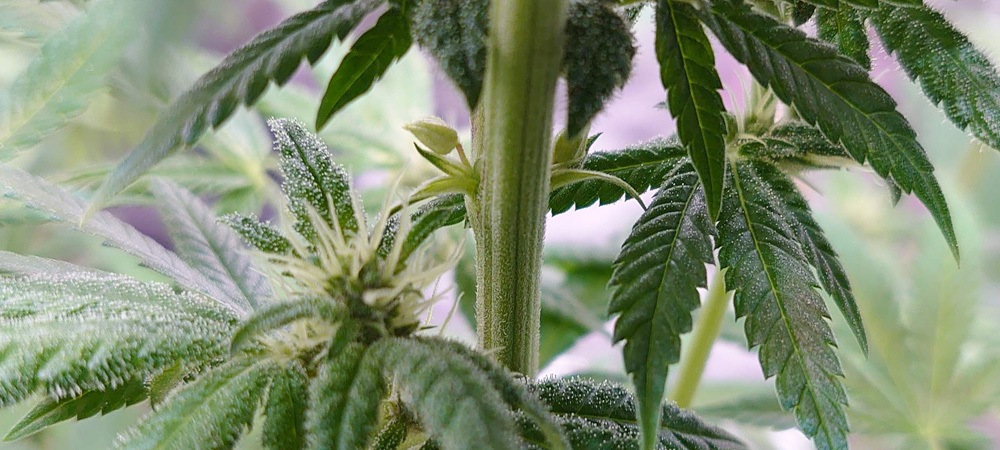 La plante de cannabis hermaphrodite