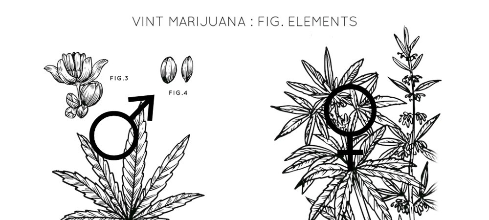 Comment différencier une plante de cannabis mâle d’une plante de cannabis femelle ?
