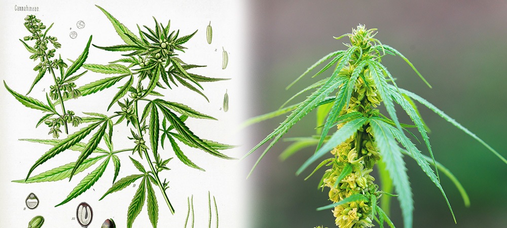 La plante de cannabis mâle