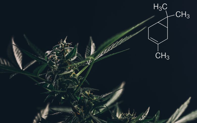 Qu&rsquo;est-ce que le carène?