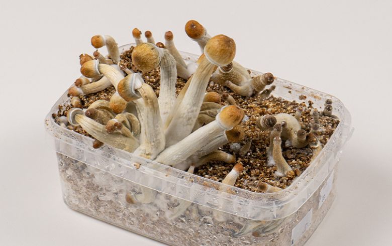 Actualités sur le cannabis