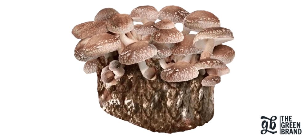 kit de champignons entièrement développé avec une fructification abondante, montrant des champignons à pied court et chapeau brun prêts à être récoltés.