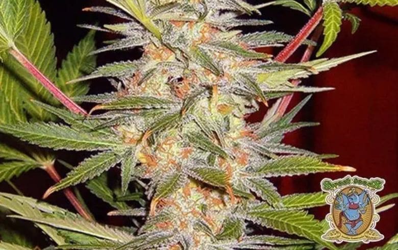 Actualités sur le cannabis Actualités sur le cannabis