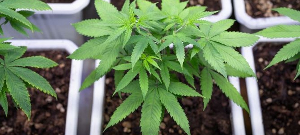 cómo plantar marihuana en interior con macetas adecuadas y productos concretos