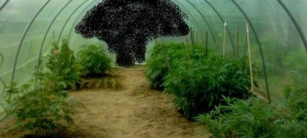 Invernadero para plantas de marihuana