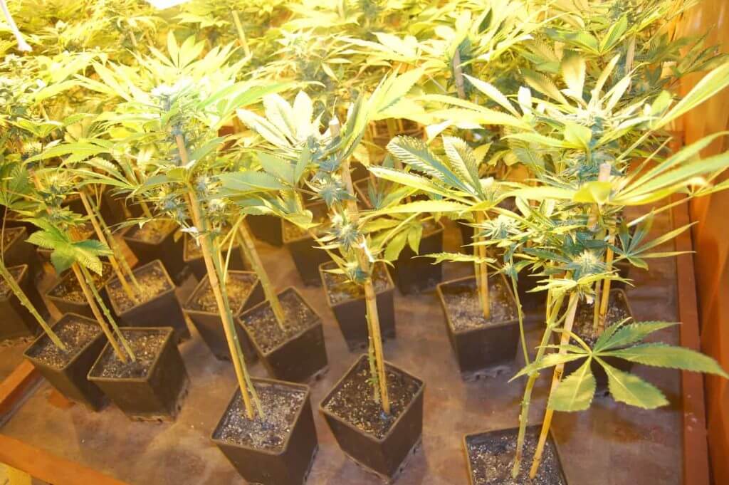 Le lollipopping pour plantes de cannabis