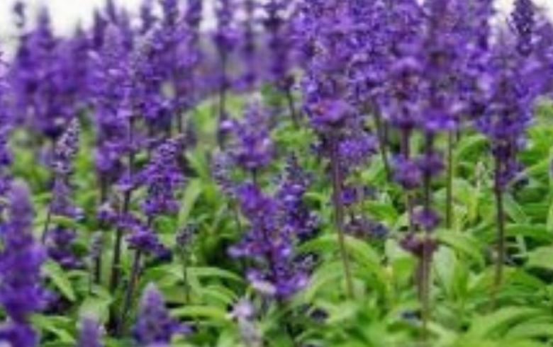 Actualités sur le cannabis