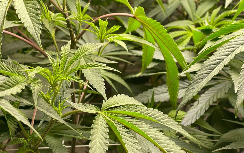 Actualités sur le cannabis