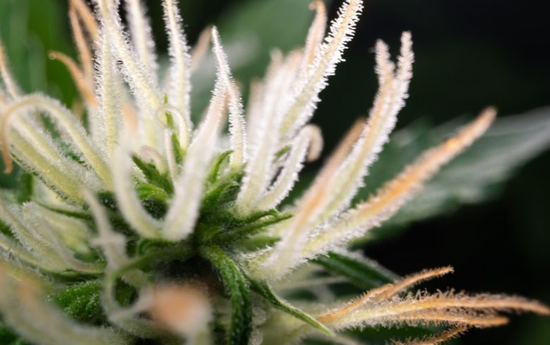 Qu&rsquo;est-ce que les terpènes ?