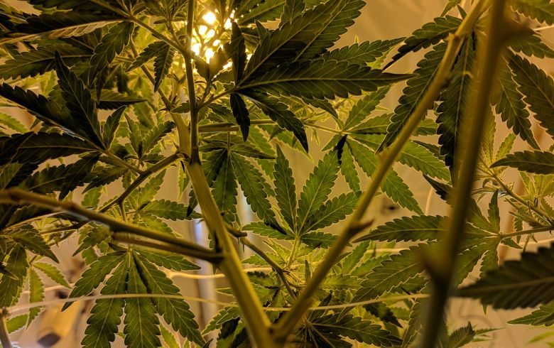 Comment cultiver du cannabis durant la saison hivernale ?