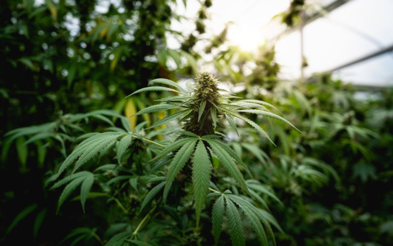 Actualités sur le cannabis