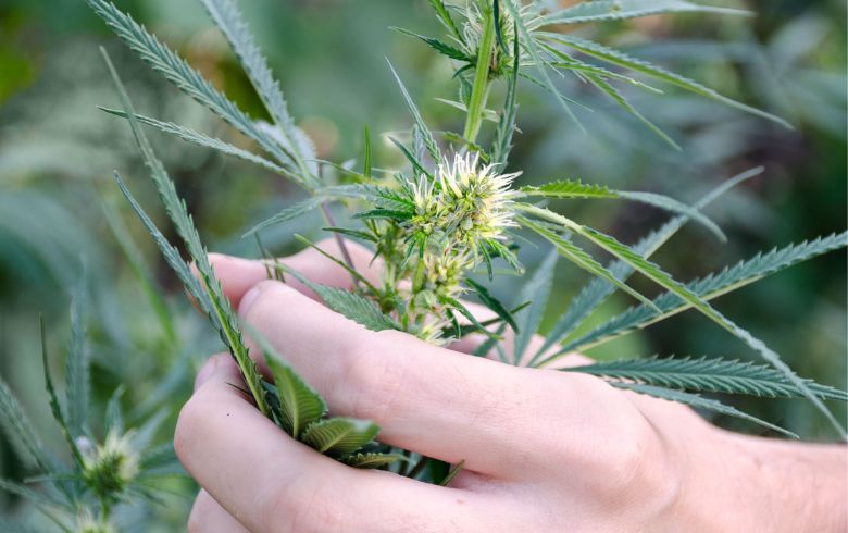 Tout ce qu’il faut savoir sur le cannabis mâle