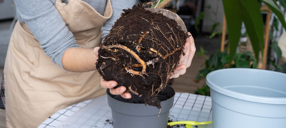 Pourquoi cultiver en fibre de coco
