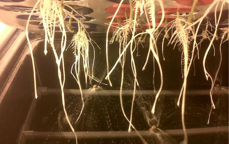 Lavage des racines d&rsquo;une plante de cannabis