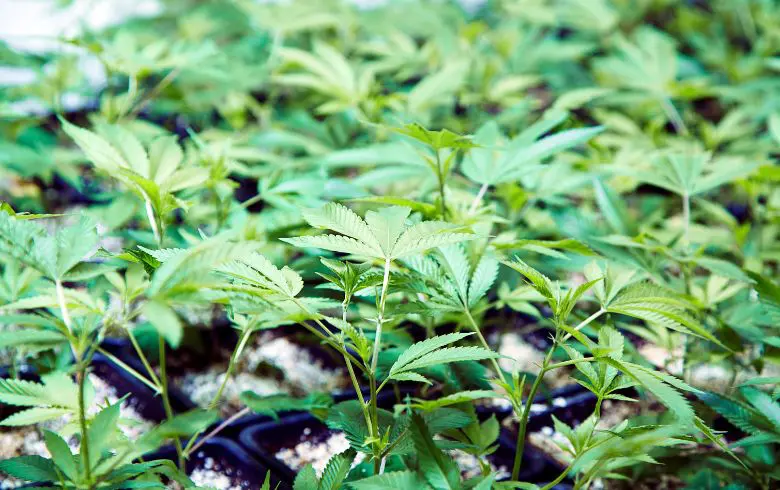 Tableaux de culture pour les plantes de cannabis Tableaux de culture pour les plantes de cannabis
