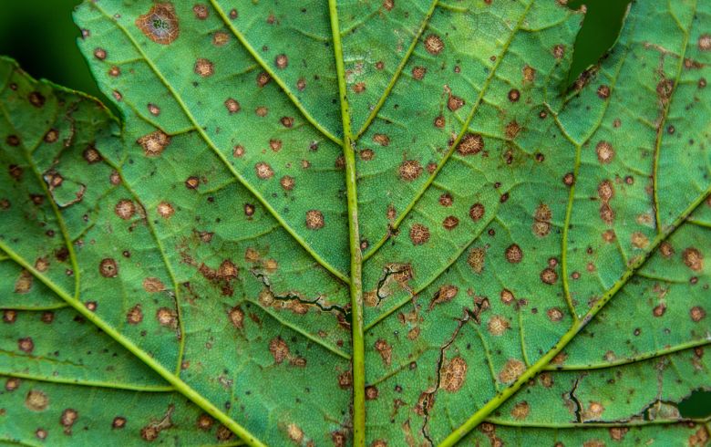 Traitements contre le Botrytis Traitements contre le Botrytis