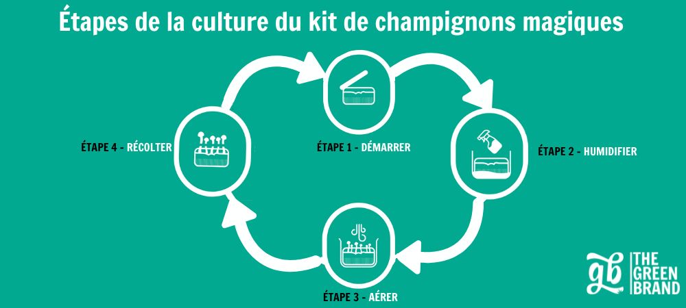 Infographie réalisée par GB The Green Brand présentant les étapes de la culture d'un champignon sur bûche : démarrage, humidification, aération et récolte, présentées dans un format simple et visuel.