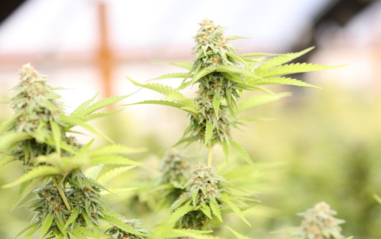 L&rsquo;arrosage automatique dans la culture de Cannabis