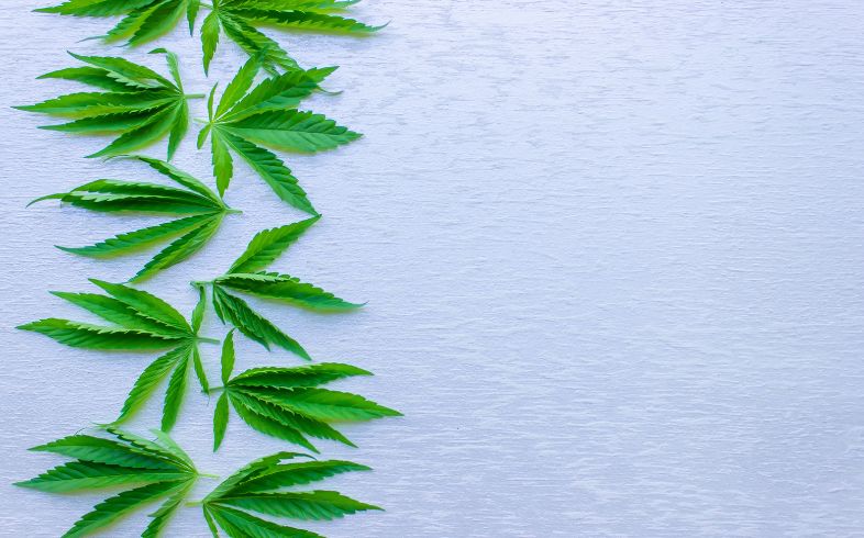 Actualités sur le cannabis