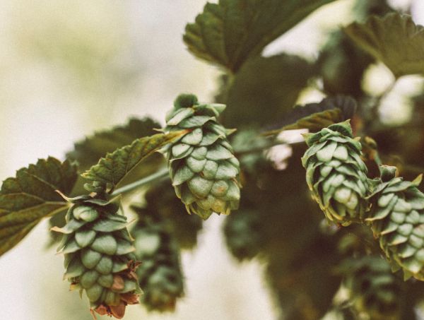 Actualités sur le cannabis