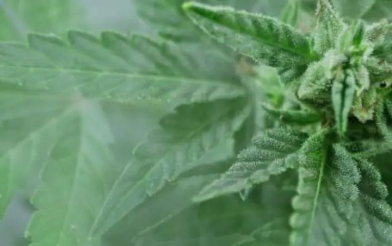 Actualités sur le cannabis