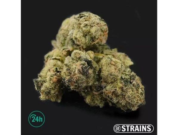 Actualités sur le cannabis