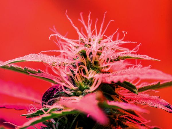 Caractéristiques de la weed rouge