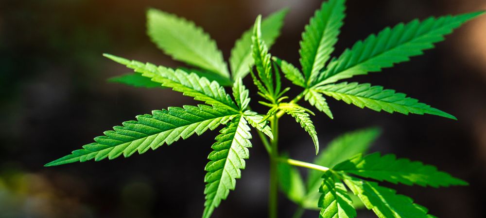 La pré-floraison du cannabis