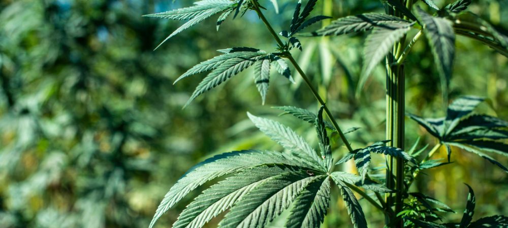 culture extérieure cannabis sativa