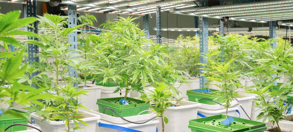 culture intérieure cannabis sativa