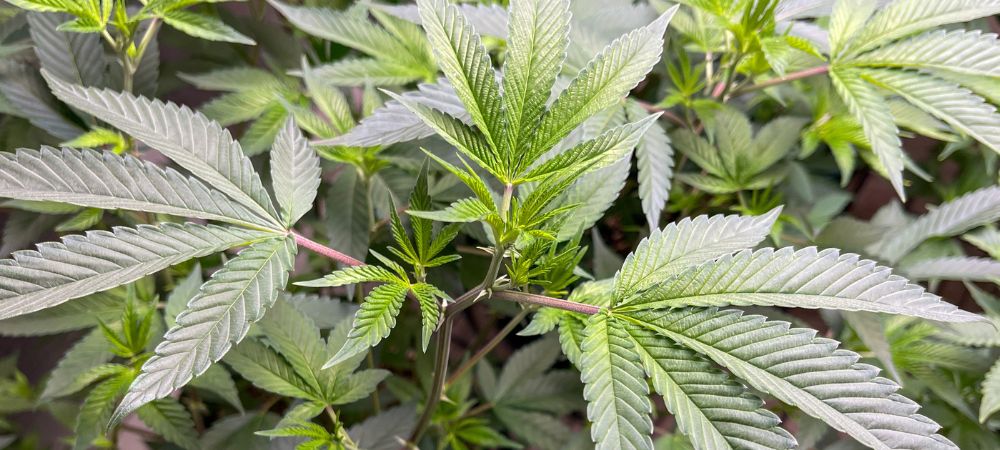 Début de la floraison en extérieur