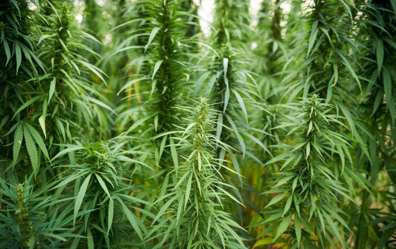 Optimiser sa production en Extérieur