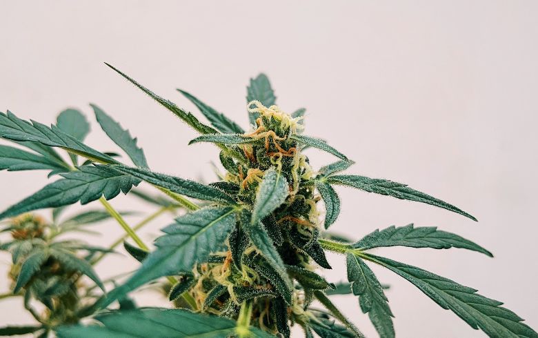 Actualités sur le cannabis